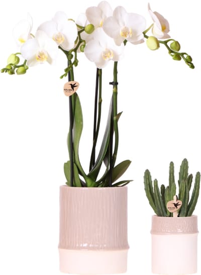 Kolibri Company | Plantenset Bamboo | Witte Amabilis orchidee Ø9cm + groene plant incl. keramieken sierpotten