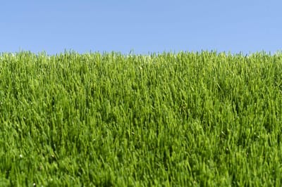 Kunstgras 2 x 6 meter - 40mm - Nederlandse Productie - Uitgeroepen zachtste Grastapijt | Waterdoorlatend | Tuin | Kind | Dier