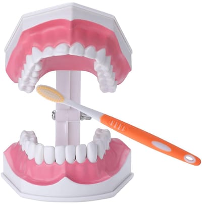 Tandenmodel Kinderen - Oefenmodel Tand - Tandenpoetsen Leren - 2x Vergroting - 17.5 cm - Wit