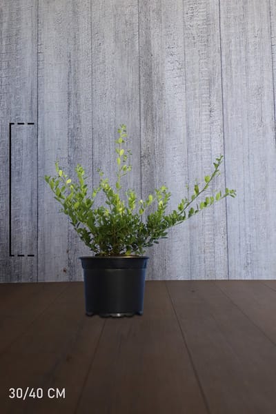 Set van 10 | Japanse hulst 'Green Hedge' Pot 30-40 cm Extra kwaliteit - Bloeiende plant - Compacte groei - Geschikt als hoge en lage haag - Kleinbladig - Wintergroen