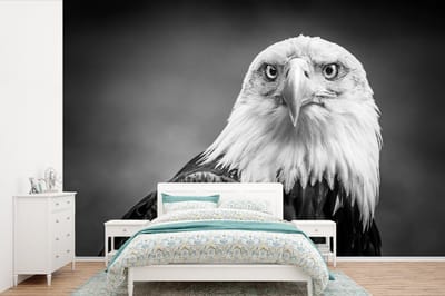 Behang - Fotobehang Arend - Roofvogel - Zwart - Wit - Dieren - Breedte 420 cm x hoogte 280 cm