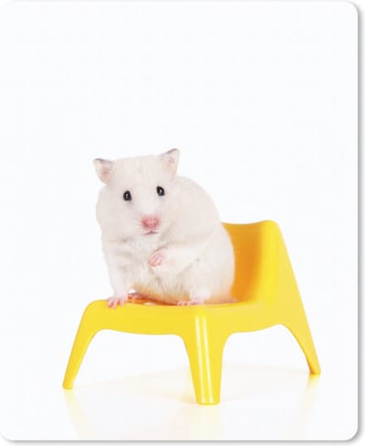 Muismat Hamsters - Witte hamster op een gele stoel muismat rubber - 19x23 cm - Muismat met foto