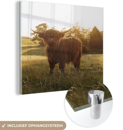 MuchoWow® Glasschilderij 50x50 cm - Schilderij acrylglas - Schotse hooglander - Gras - Zon - Foto op glas - Schilderijen