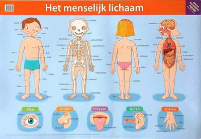 Deltas Educatieve posters - Het menselijk lichaam