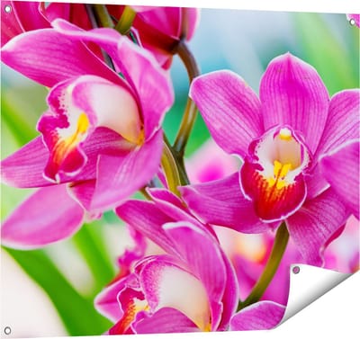 Gards Tuinposter Licht Paarse Orchidee Bloemen - 100x80 cm - Tuindoek - Tuindecoratie - Wanddecoratie buiten - Tuinschilderij