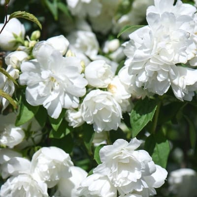 8 x Boerenjasmijn Wit - Jasmijn Winterharde Geurende Struik - Philadelphus 'Virginal' in C3(liter) pot met hoogte 30-50cm