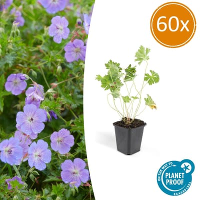 Tuinplantenshop.com | Geranium Rozanne | 60 stuks - Ø9cm - 10-25cm hoog - Tuinplant