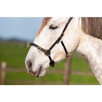 Paardenbox Edix Saddles ED5