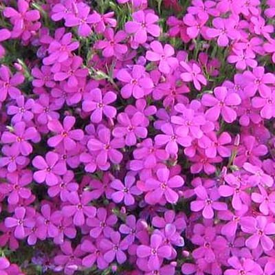 6 x Phlox 'Crackerjack' - Vlambloem Pot 9x9 cm - Rijkbloeiende Borderplant