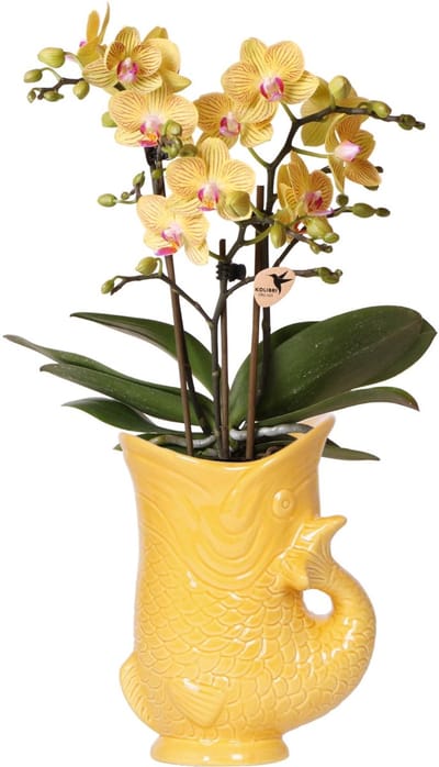 Kolibri Orchids | Gele orchidee Lima + Fish sierpot - potmaat Ø9cm | bloeiende kamerplant - vers van de kweker