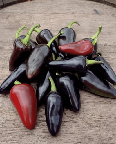 3 sets - Fresno Peper Zaden Capsicum Annuum Eenjarig