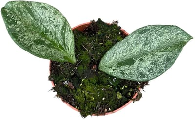 Hoya Obovata Splash Kamerplant Potmaat Ø10,5 cm |Vers Van De Kweker