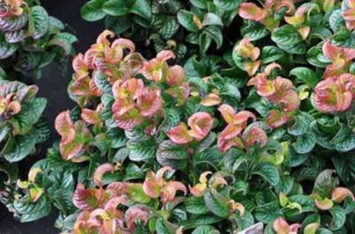 Leucothoe axillaris ' Curly Red' - Druifheide 20 - 30 cm in pot
