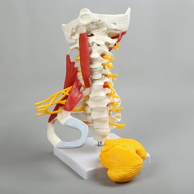 Nekwervelkolom Model - Halswervels Anatomie - Anatomie Onderwijs - Met Hersenstam Spieren - 7 Inch Hoog - Niet Van Toepassing