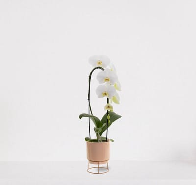 Phalaenopsis Cascade wit in sierpot Emma taupe – bloeiende witte Orchidee – kamerplant - 50-65cm - Ø13 – grootbloemig - geleverd met plantenpot – vers uit de kwekerij
