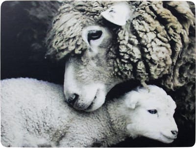 placemat schaap en lam 30x40cm (4)