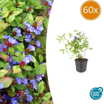 Tuinplantenshop.com | Ceratostigma plumbaginoides | 60 stuks - Ø9cm - 10-25cm hoog - Tuinplant