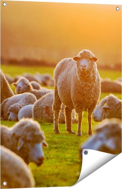 Gards Tuinposter Kudde Schapen bij Zonsondergang - 60x80 cm - Tuindoek - Tuindecoratie - Wanddecoratie buiten - Tuinschilderij
