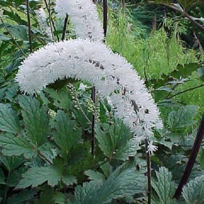 6 x Actaea simplex 'White Pearl' -  Zilverkaars pot 9x9 cm