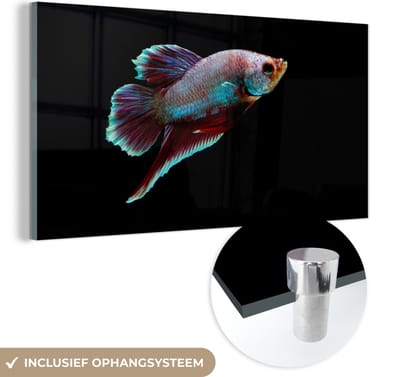 MuchoWow® Glasschilderij 40x20 cm - Schilderij acrylglas - Vis - Dieren - Licht - Foto op glas - Schilderijen