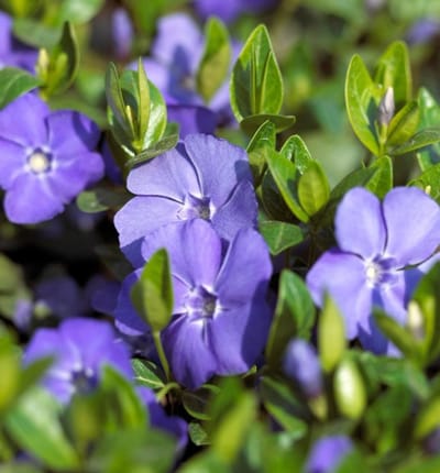 Maagdenpalm (Vinca Minor) - Kleine - Vaste planten - Groenblijvend - Bodembedekkers - Voorjaarsbollen - bloeit in April / Mei