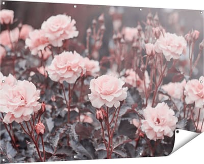 Gards Tuinposter Roze Rozen Bloemen - 150x100 cm - Tuindoek - Tuindecoratie - Wanddecoratie buiten - Tuinschilderij