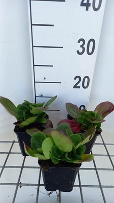6x Schoenlappersplant - Bergenia hybr. 'Baby Doll' | 9x9 cm pot