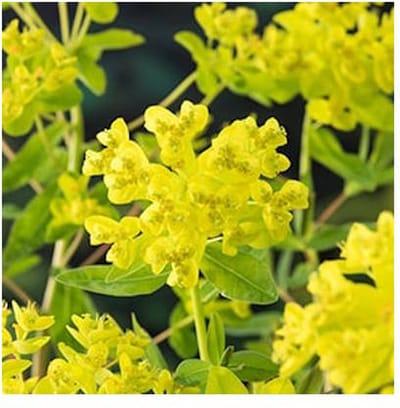 Moerings Euphorbia Palustris | Moeraswolfsmelk | In 18CM Mand Kant en Klaar