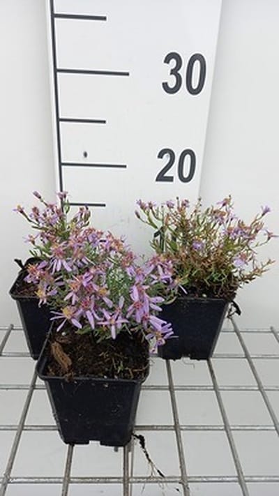 6x Aster - Aster sedifolius 'Nanus' | 9x9 cm pot