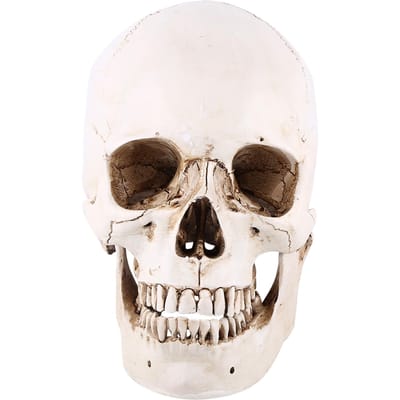 1 stuks Witte Hars Menselijke Schedel Levensgroot Tekenmodel Replica Tekening Feest Ornament white