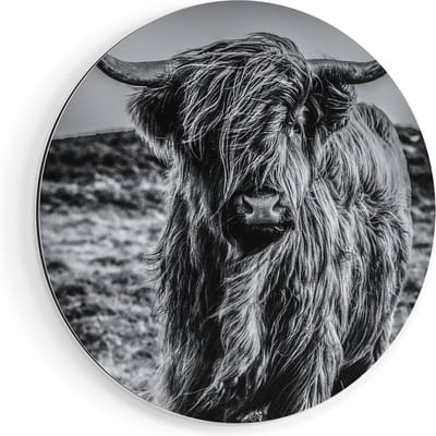 Artaza Dibond Muurcirkel Schotse Hooglander Koe - Zwart Wit - Ø 60 cm - Wandcirkel - Rond Schilderij - Voor Binnen en Buiten
