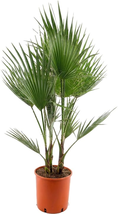 Bloomique - Washingtonia Robusta - Mexicaanse Waaierpalm - Palm - Tuinplanten - Winterhard - Groenblijvend - 130-150 cm hoog - Pot 26 cm