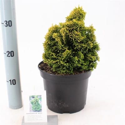 Plants Online - Set van 1 - Chamaecyparis obtusa 'Aurora' - 3 liter pot - Plant 20-25 cm