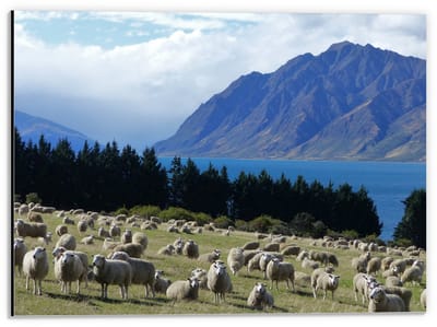 Dibond - Schapen in de Bergen - 40x30cm Foto op Aluminium (Wanddecoratie van metaal)