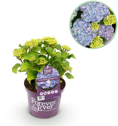 Plantenboetiek.nl | Hortensia - Hydrangea Forever & Ever - Blauw - 7-12 Bloemen - Ø23cm - 40-55cm hoog - Tuinplant