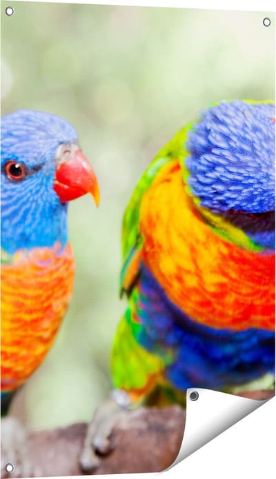 Gards Tuinposter Vier Regenboog Lori Vogels op een Tak - 60x90 cm - Tuindoek - Tuindecoratie - Wanddecoratie buiten - Tuinschilderij