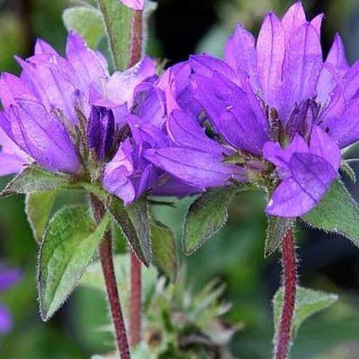 6 x Campanula Glomerata 'Superba' - Kluwenklokje Pot 9x9 cm - Paarse Bloemenpracht