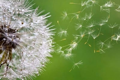 Fotobehang - Blowing Dandelion 375x250cm - Vliesbehang