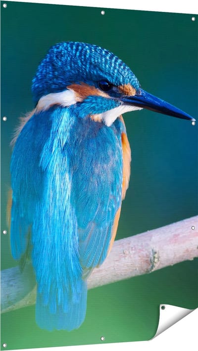 Gards Tuinposter Blauwe IJsvogel op een Tak - 100x150 cm - Tuindoek - Tuindecoratie - Wanddecoratie buiten - Tuinschilderij