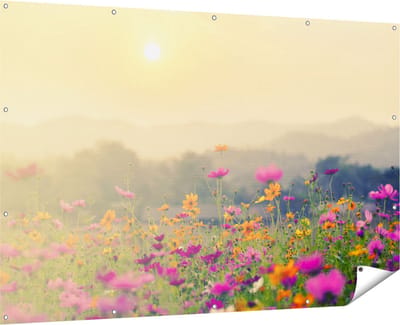 Gards Tuinposter Bloemenveld met Kosmos - Zonsondergang - 180x120 cm - Tuindoek - Tuindecoratie - Wanddecoratie buiten - Tuinschilderij