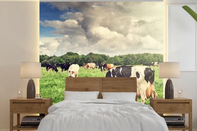 Behang - Fotobehang Koeien - Weiland - Natuur - Dieren - Landschap - Breedte 280 cm x hoogte 280 cm