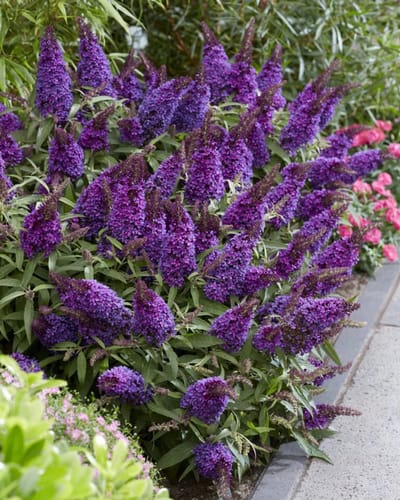 Buddleja d. Candy Little Purple – Set van 2 - Dwergvlinderstruik - Pot 3 liter - Paarse Bloem