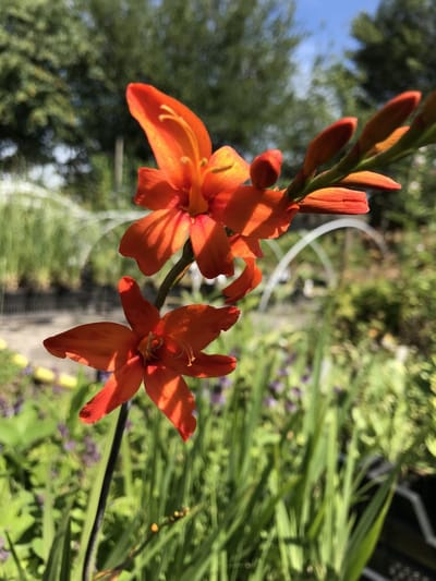 6 x Crocosmia masoniorum - Montbretia - P9 Pot (9 x 9cm) - Dima Vaste Planten