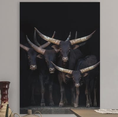 Canvas Schilderij - Watusi | 50 x 70 cm | PosterGuru.nl