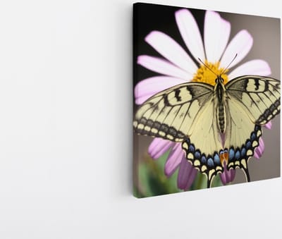 Saammp Canvas Schilderij - Vlinder op grote roze bloem - Natuur - Dieren - 20x20 - Foto op canvas - Wanddecoratie - Muurdecoratie Woonkamer - Slaapkamer decoratie - Canvas Print
