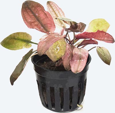 Aquaflora Cryptocoryne Flamingo | In 5 cm pot Waterplant