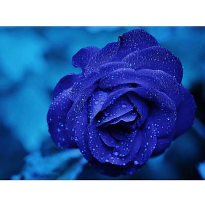 Diamant schilderij bloem blauwe roos strass kruissteek diamant borduurwerk bloem strass 20X30CM blue