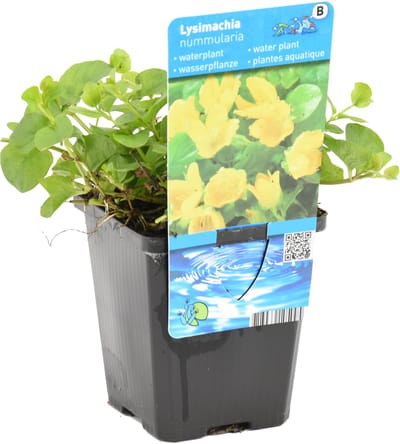 Bloomique - Lysimachia Nummularia - Penningkruid - Vijverplanten - Waterplanten - Winterhard - Hoogte 10-20 cm - Pot 9 cm