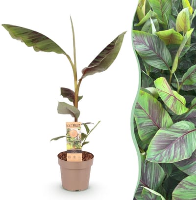 Green boutiQ - Fruitplant - Japanse vezelbanaan - Musa Ever Red - Winterhard - Pot 21cm Hoogte 70-90cm