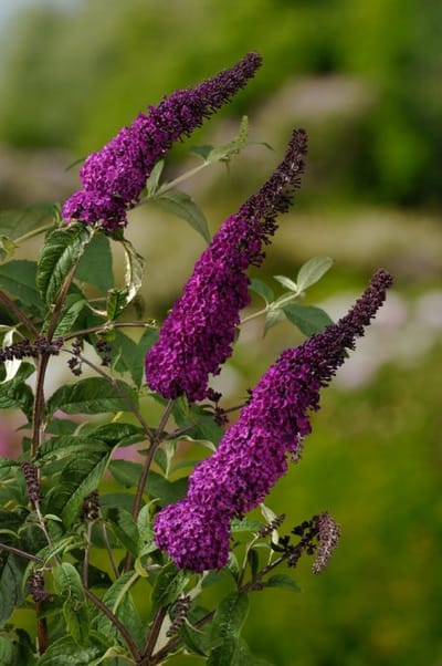 Arbustes de haie - Un ensemble 1 - Buddleja davidii 'Ile de France' - (3L) 50-60 cm